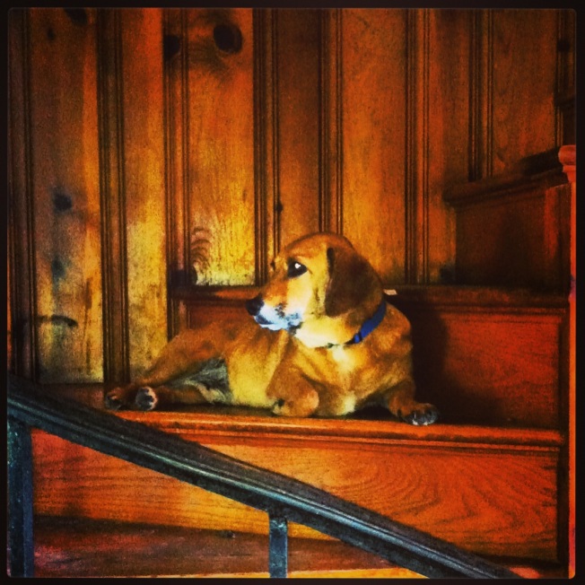 My instagram of Bingo on the stairs. Follow me at fionaswamping .