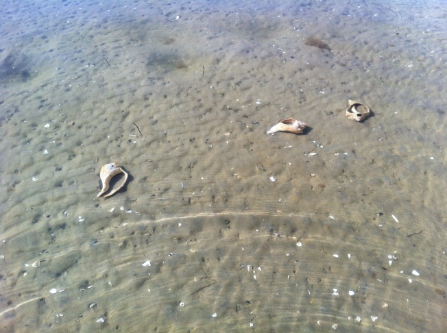 A few broken conch shells in the shallow water. Wasn't it so clear? I love it when it's like this. When it's murky I don't like the boys to swim. 