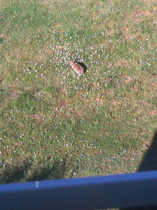 The little bunny I saw when I looked out my window first thing this morning. 
