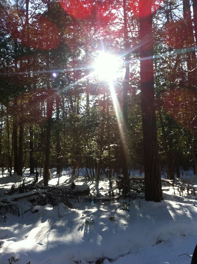sun through winter trees flare